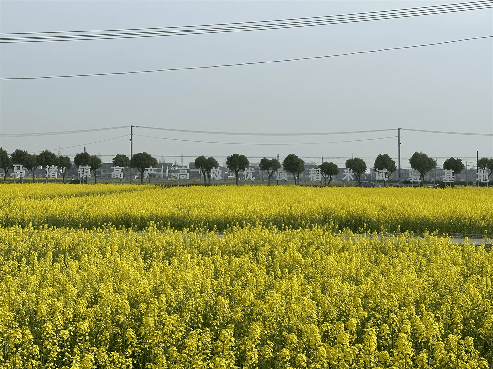 春三月踏青忙很多人赶来余姚马渚镇打卡