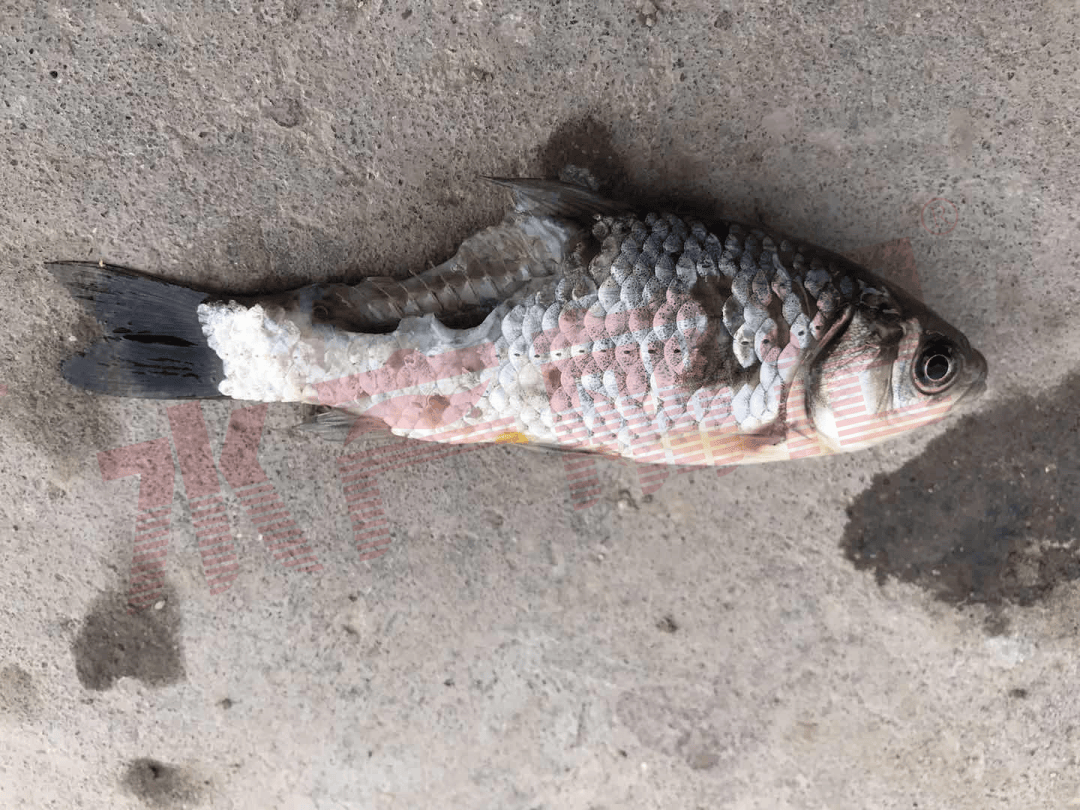 病程更长,难度更高…关于"越冬综合征"治疗的重要提醒_养殖_饲料_鱼体