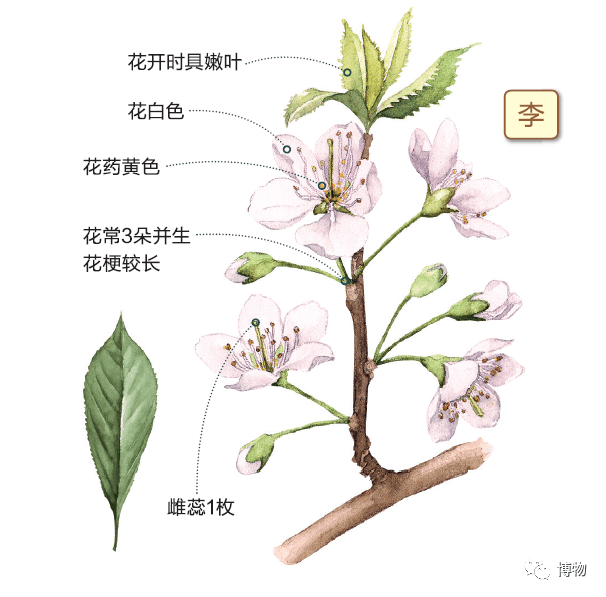 雌蕊_花梗_花瓣