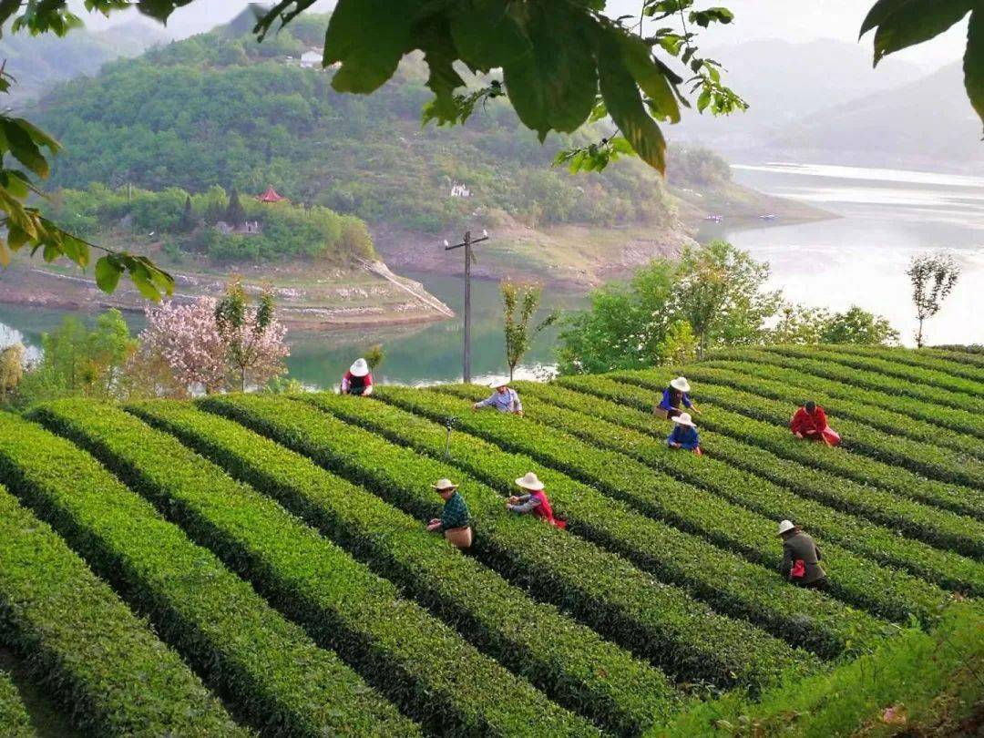 启动来汉滨醉春色