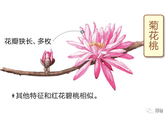 桃樱杏梨李开了春天最难的课来了