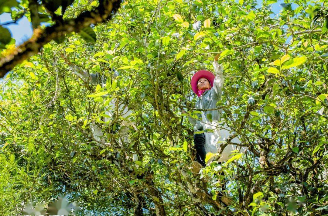 有一种叫云南的生活丨温度临沧三月茶山春色满