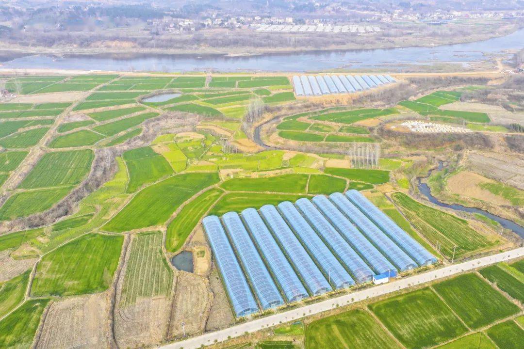 府河镇冯家畈村:蔬菜大棚育苗忙_聂晓龙_村里_黄瓜