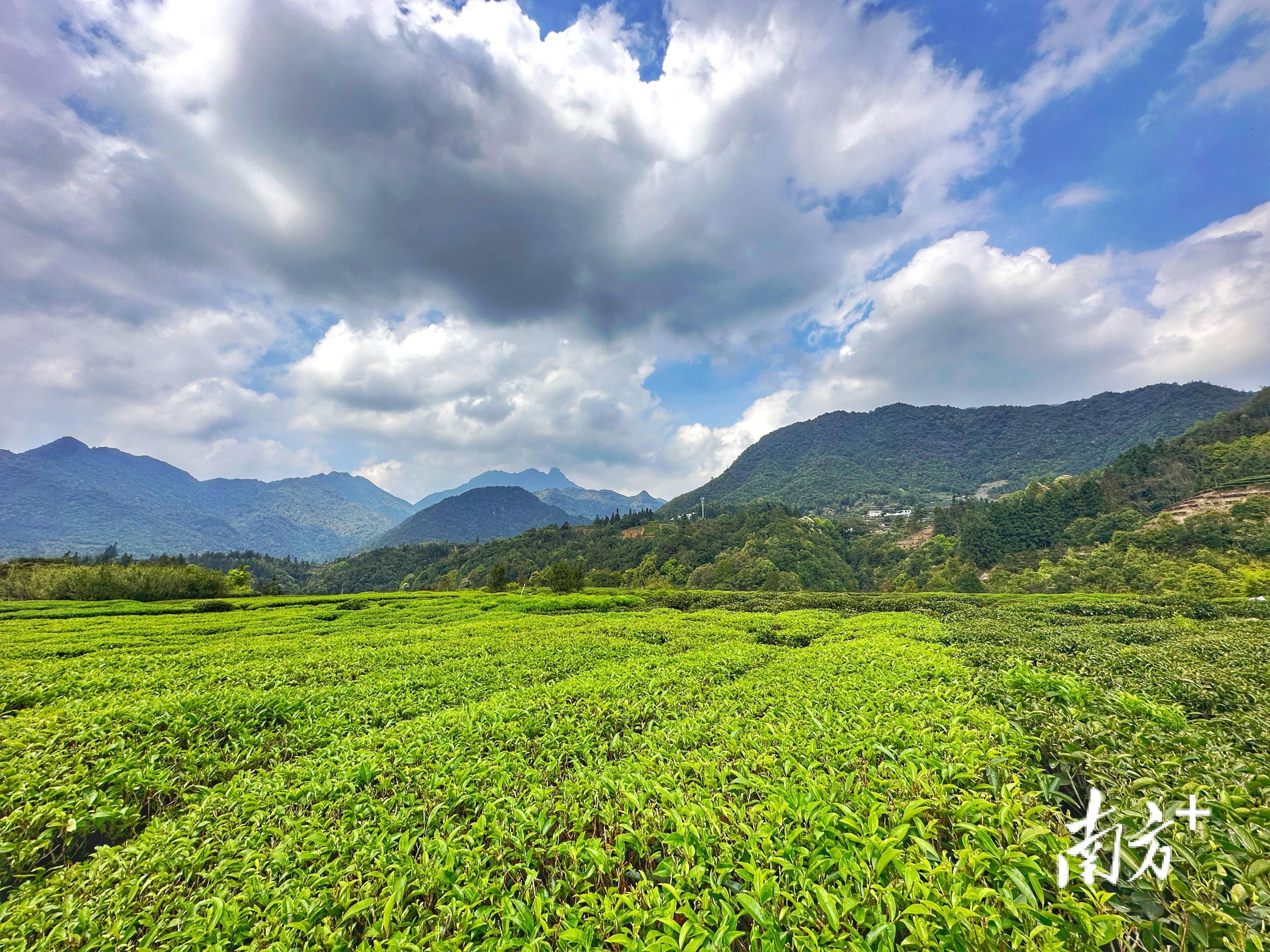 潮州潮安万峰林场生态茶叶进入全面开采期