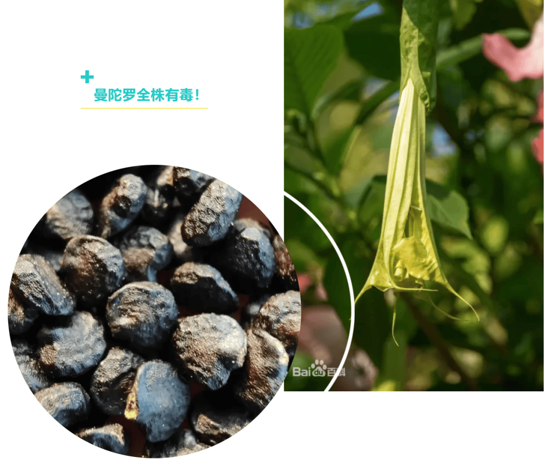 网上流传曼陀罗果实泡酒可"活血止痛",或传"曼陀罗籽去痘",因此近年来