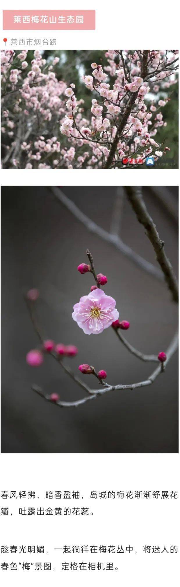 注意!接下来一个月,青岛将有大变化!_梅花_梅好_侵权