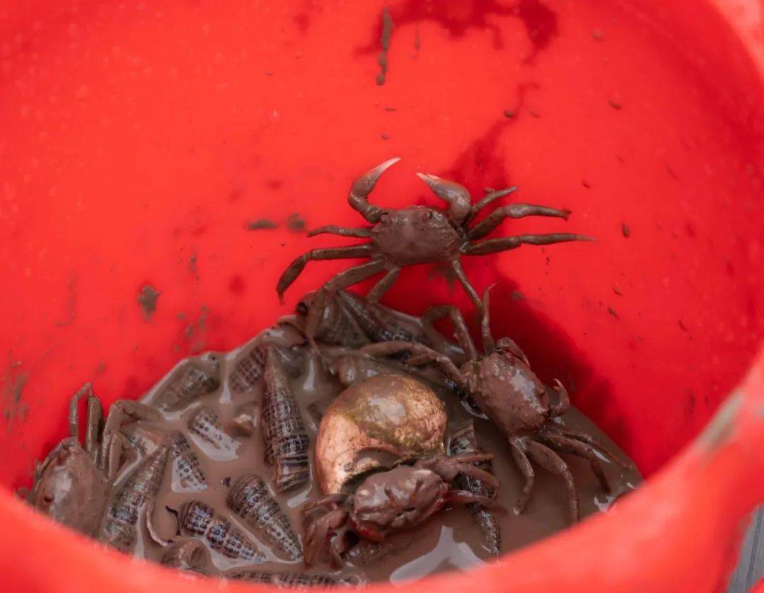 "驾海马"做一回渔民,只要你有足够的毅力,抓章鱼,小螃蟹,追跳跳鱼(抓