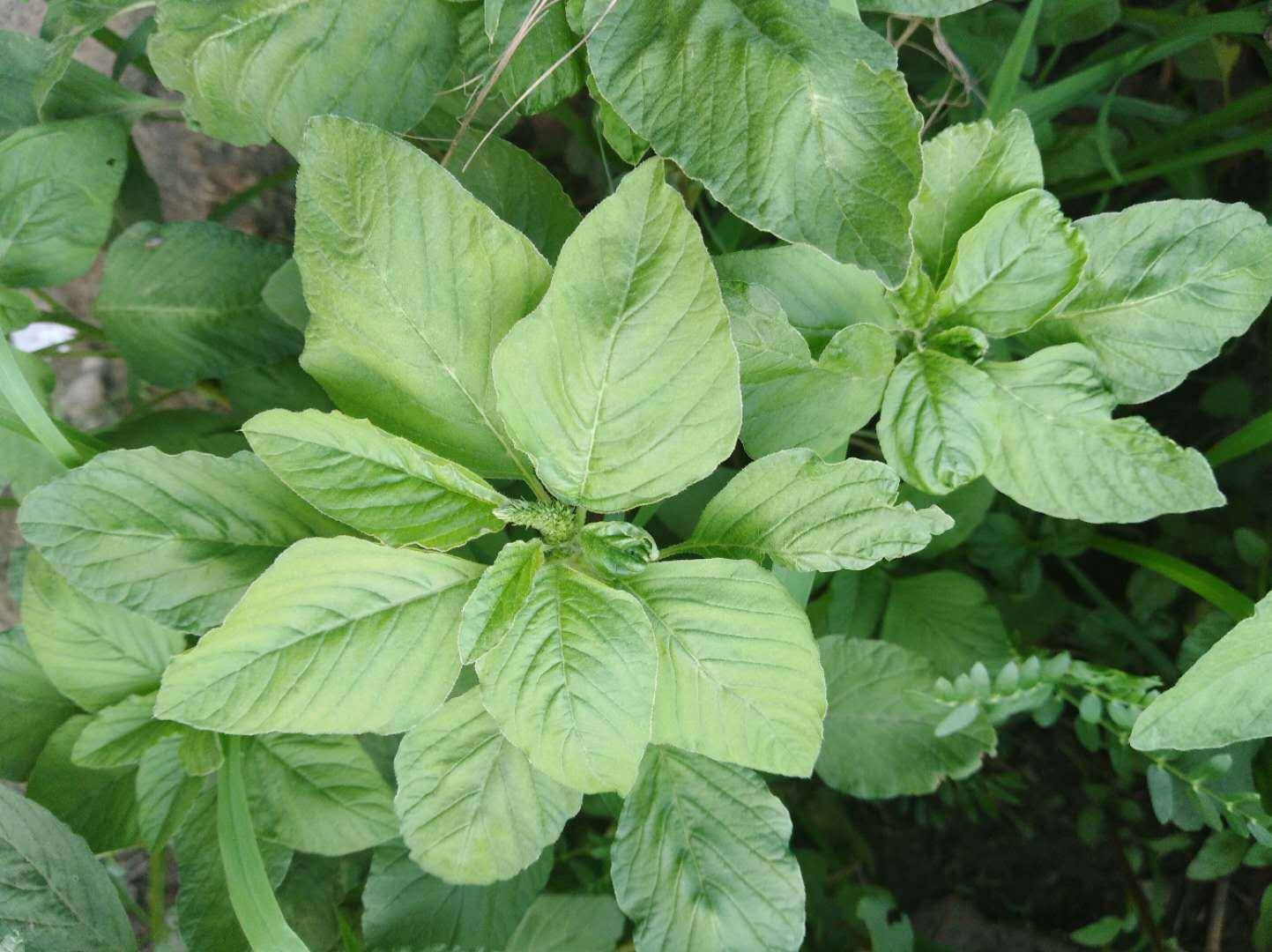 母鸡头野菜功效图片