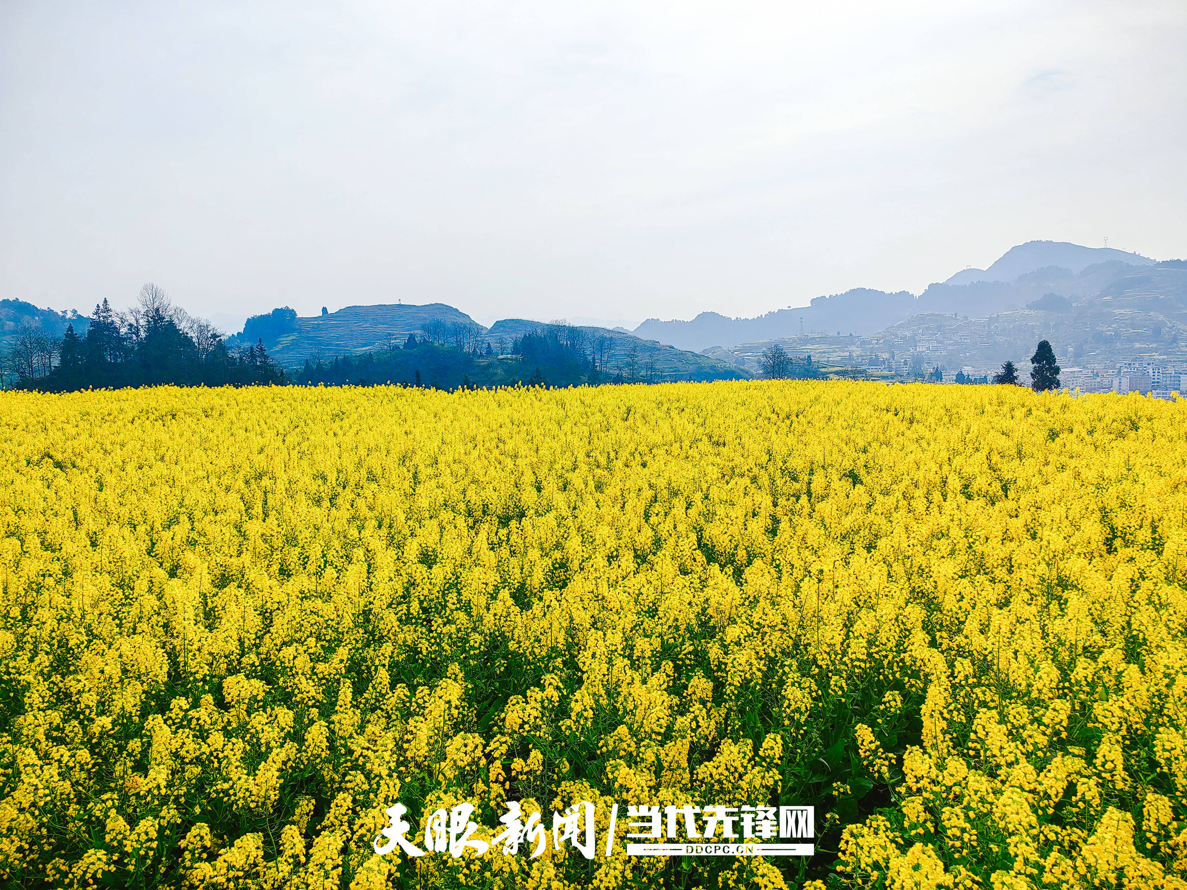 天眼镜像习水县桑木镇油菜花开增春色