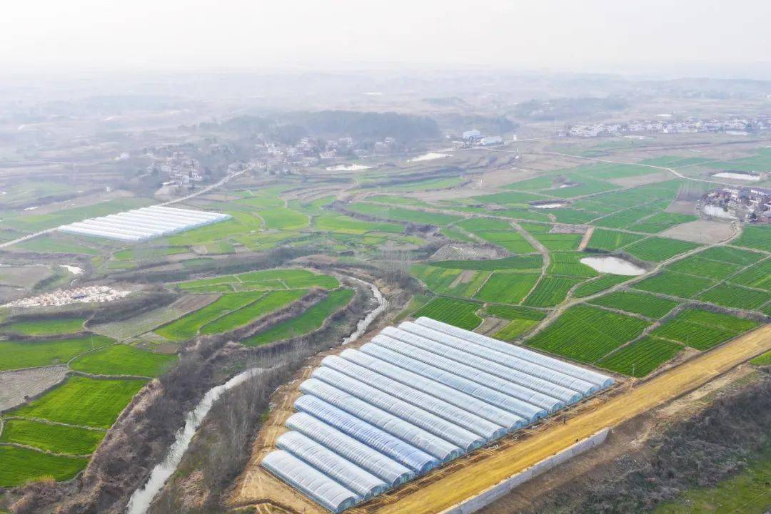 府河镇冯家畈村:蔬菜大棚育苗忙_聂晓龙_村里_黄瓜