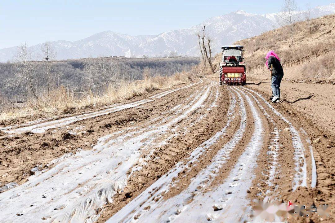 省媒看临夏积石山油菜生产全程机械化助群众增产增收