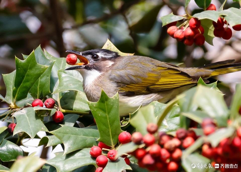 趵突泉公园树上的小红果成了白耳鹎鸟的美食