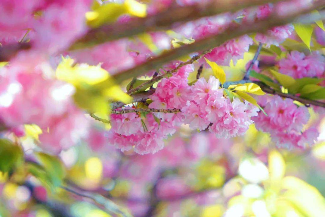 2024版曲江池赏花地图全新上线!646464_南湖_樱花_阅江楼