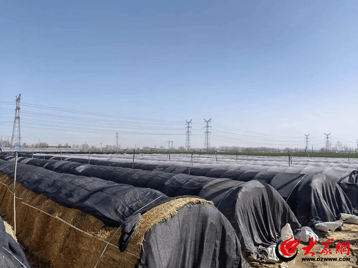 曹县孙老家镇段楼村一菌托起致富路