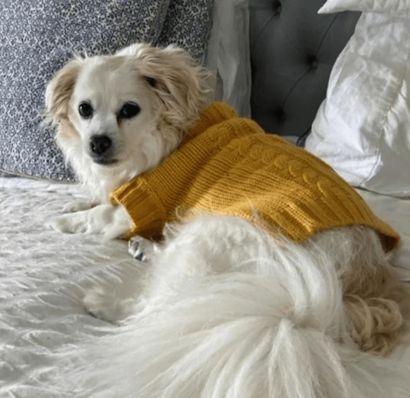 珀斯恶犬扑人咬死宠物狗这个社区的居民注意