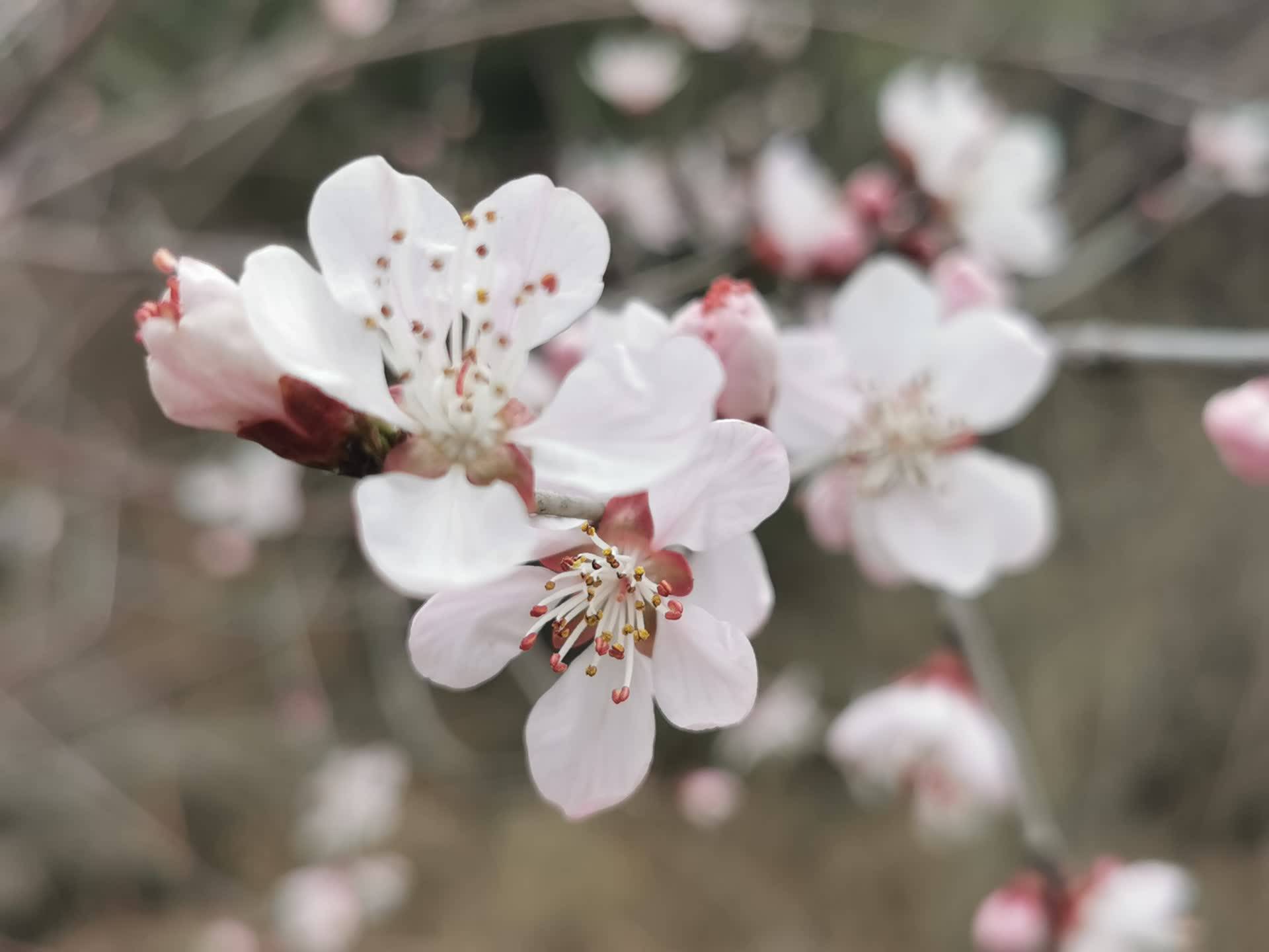 长城脚下,山桃花开