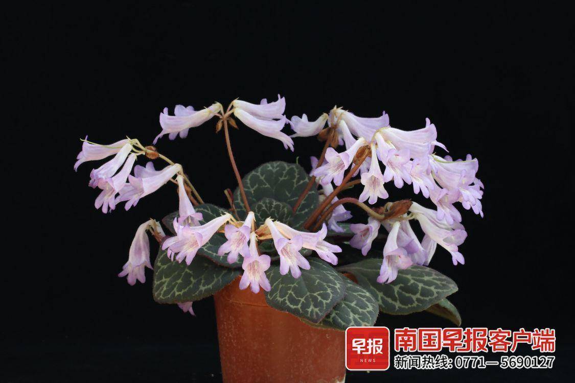 国内首批广西自主选育的3个报春苣苔获植物新品种权证书