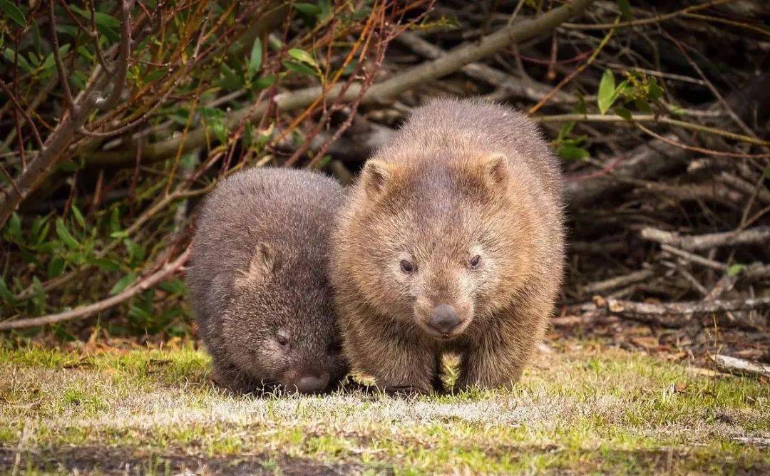 线上展览丨澳大利亚的珍稀动物