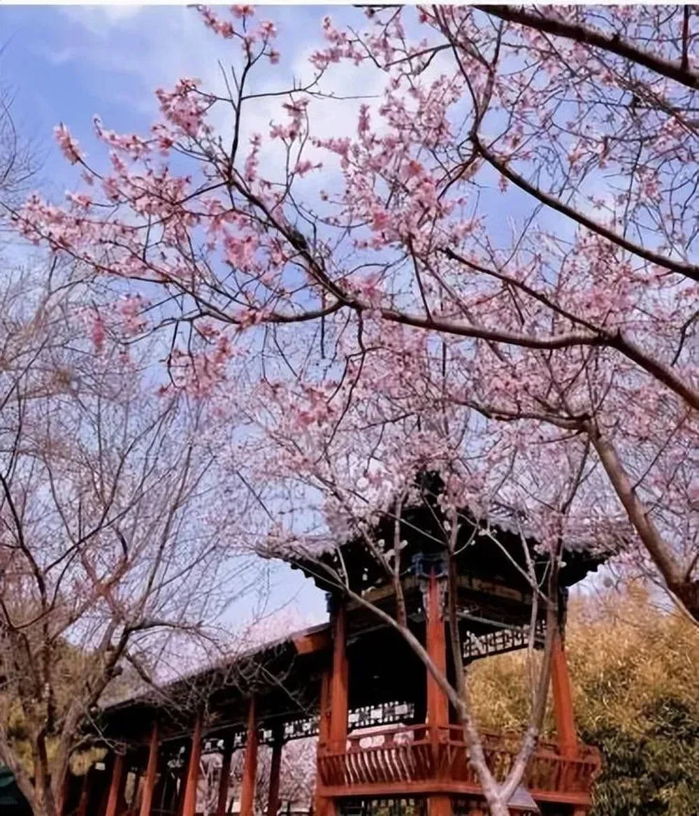 山西太原晋源最佳赏花地确定公交直达一日往返定