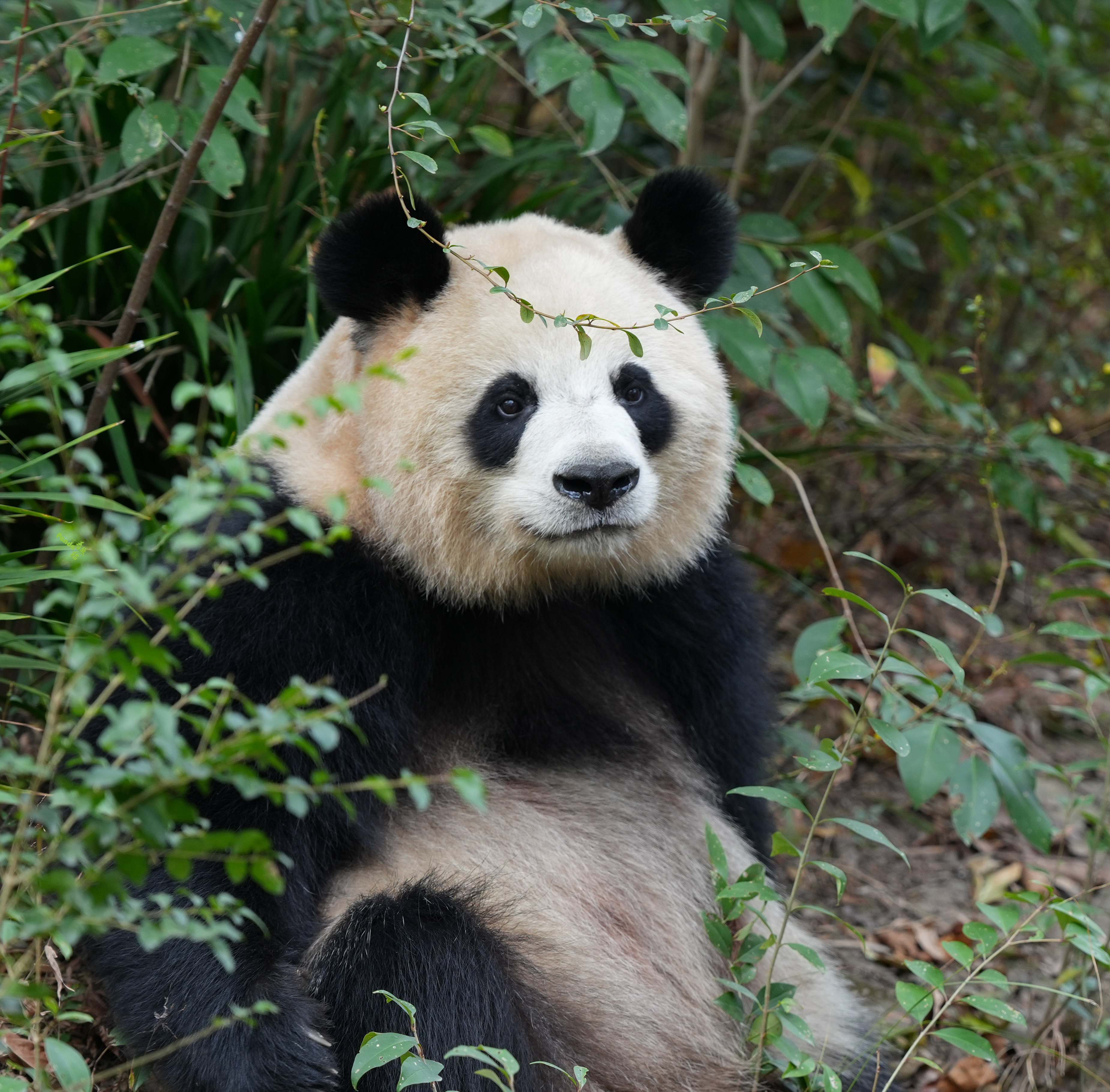 滚滚美照大熊猫园润