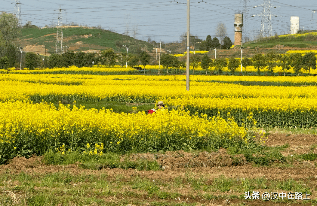 外地游客对洋县油菜花海的真实评价