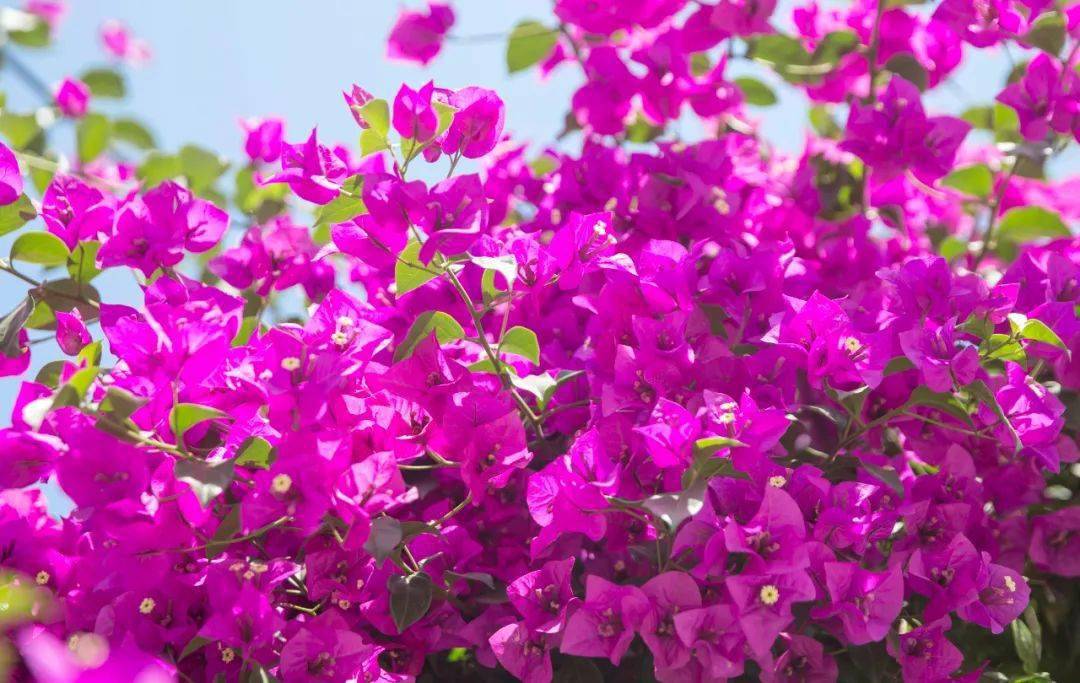 一路繁花胜利北路三角梅花开正盛