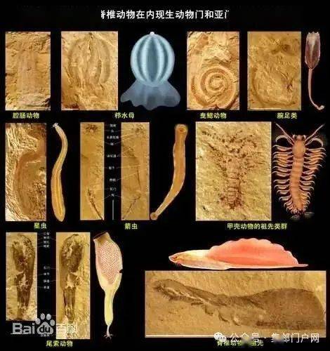 更正2024年4月将要发行的邮票图