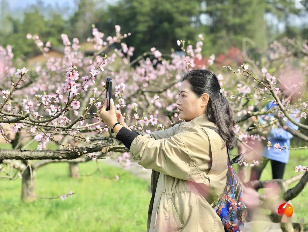 三月新科桃花开 游客踏春好时节_神笔_麻栗场镇_度假村