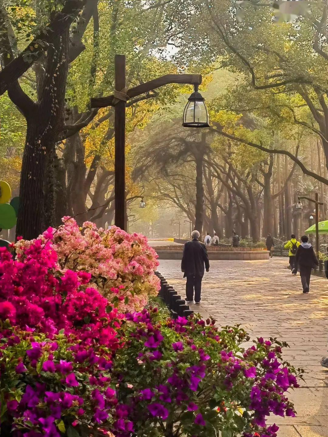 共青森林公园春日的花海盛宴即将拉开序幕现场探秘