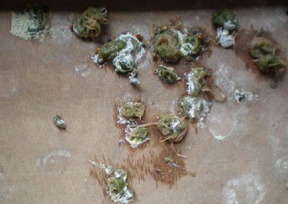 信鸽毛滴虫预防,辨别,治疗图文详解(文末福利)_滴虫病_口腔_鸽子