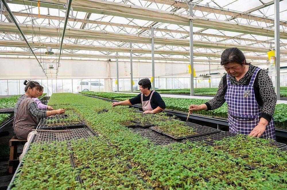 齐鲁正能量农业装上智慧脑德州市平原县亮出科技范