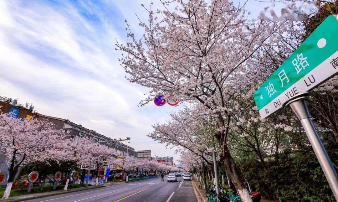 独肖樱花图片图片