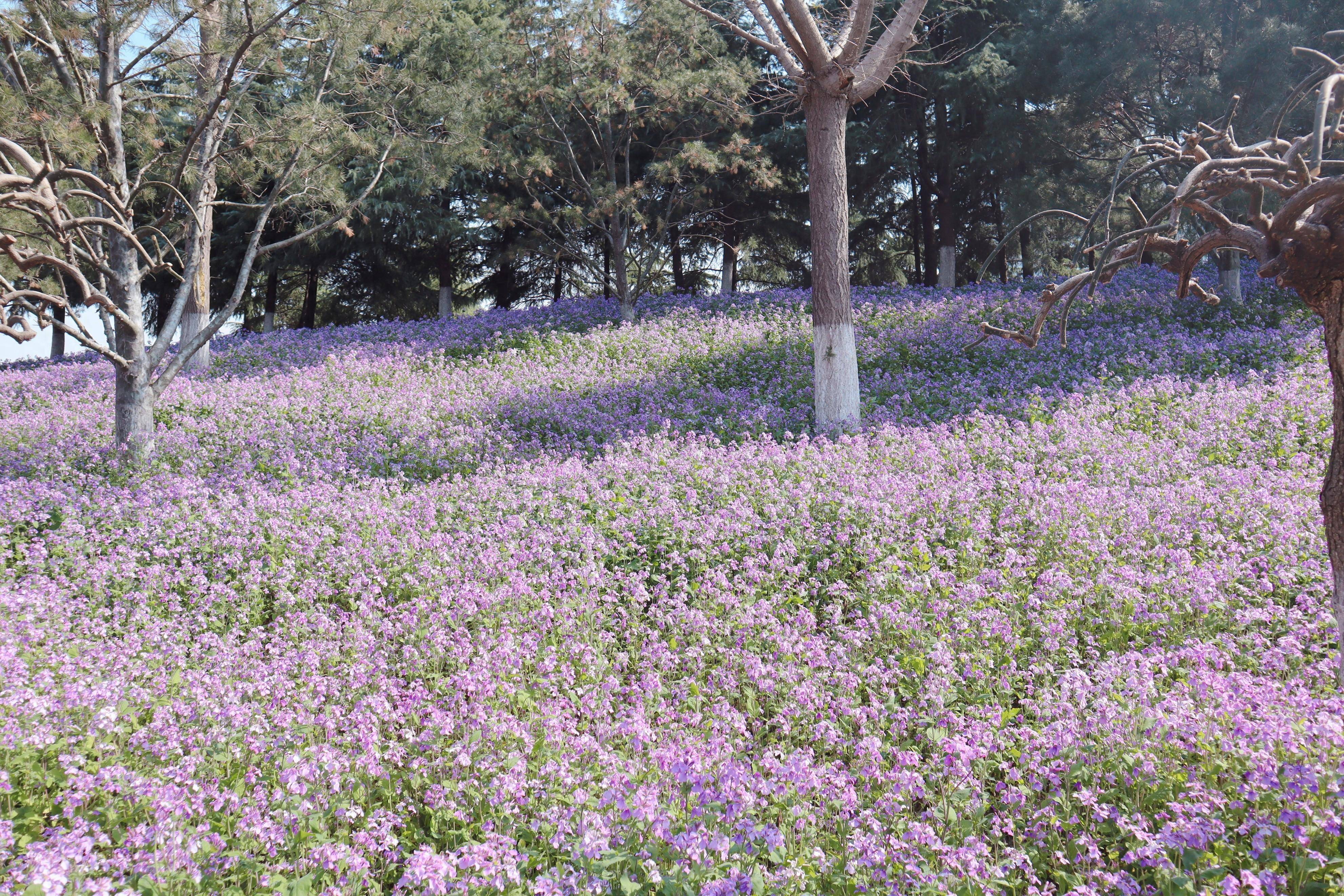 紫金草如约而至绽放和平的芬芳