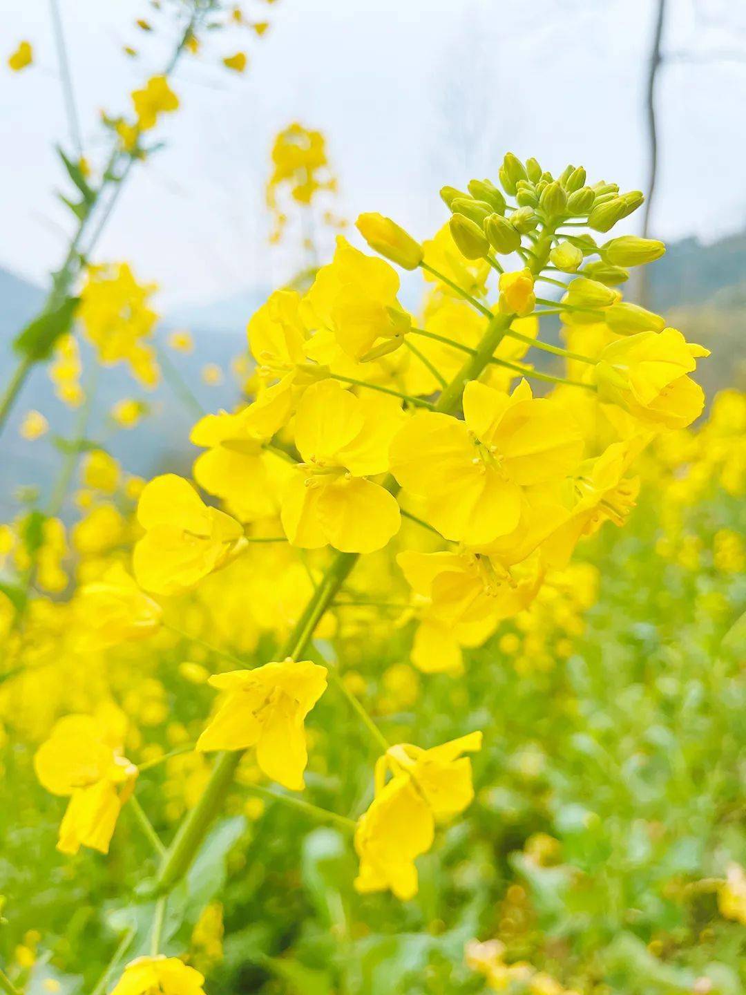 【花】金色浦城,花间健康跑