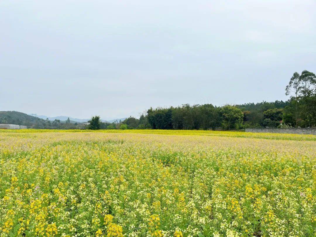 曲江这个地方五彩油菜花盛开有这张卡不仅免门票来还送天然果蔬太划算