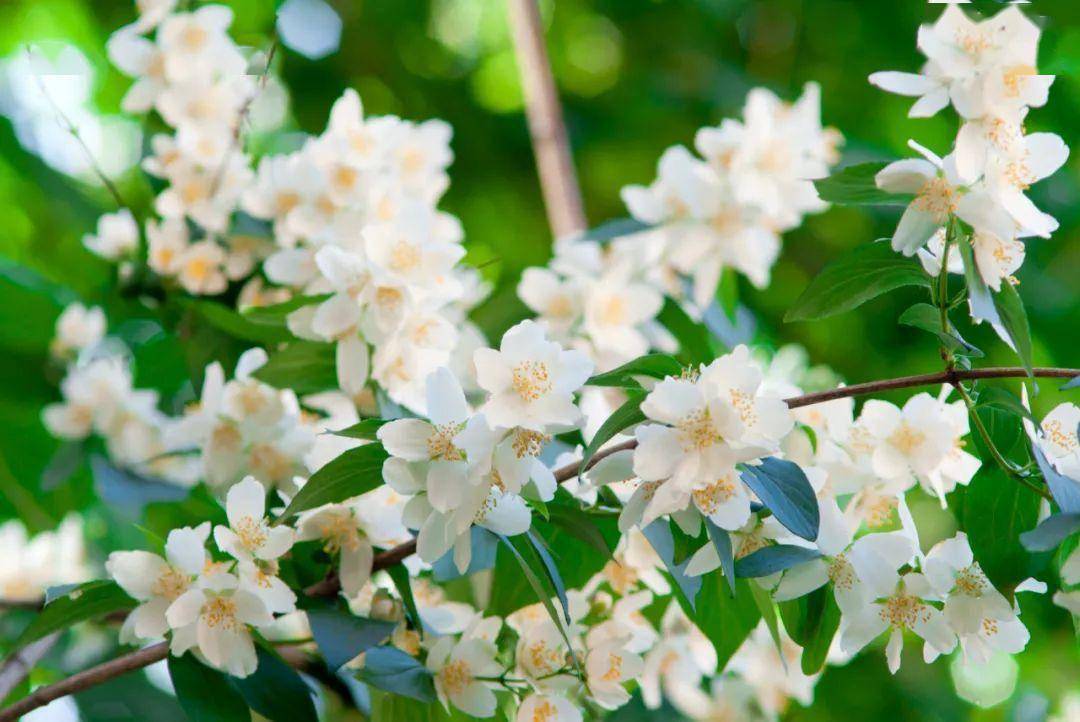 茉莉_江苏_月季