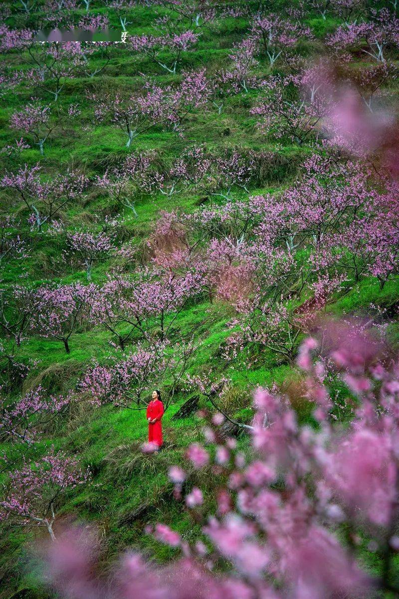 秀山这里的桃花美景,你来过吗?_梅江_景色_传奇