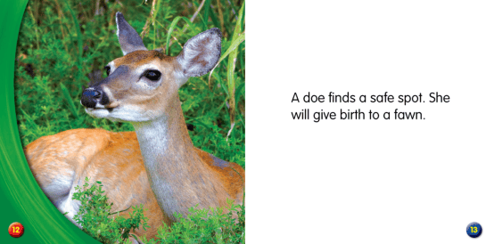 亲子共读绘本whatdoanimalsdoinspring动物春天做什么