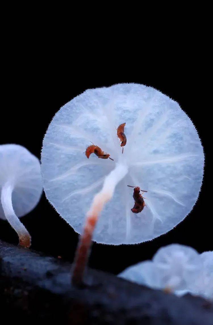 广西清明放假十一天打工人实名羡慕了