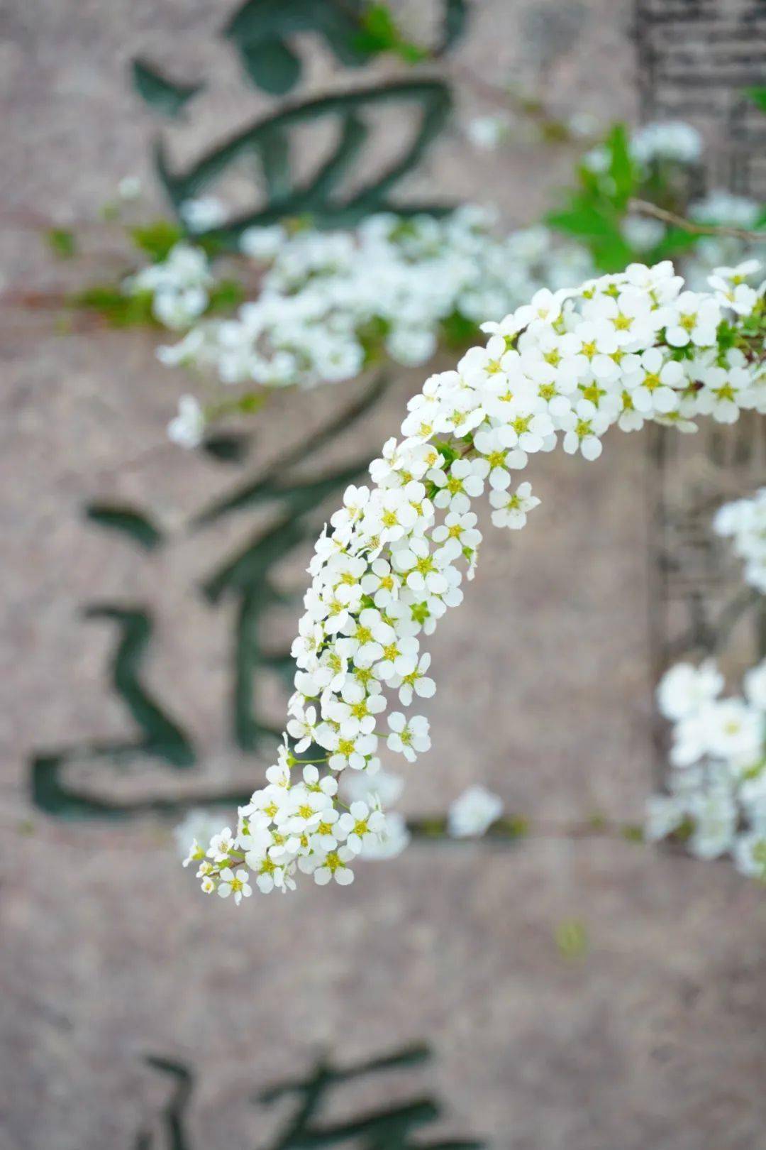 拱墅局部下雪了