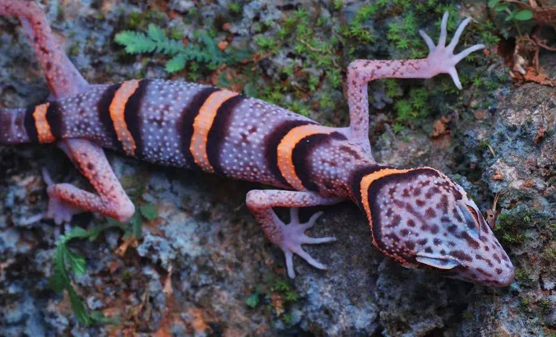 广西清明放假十一天打工人实名羡慕了