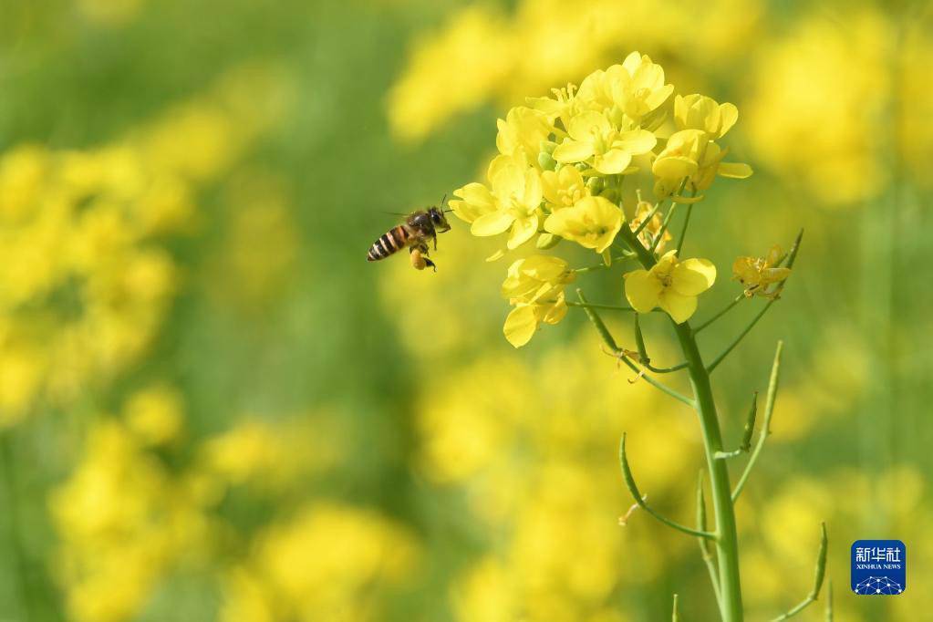 "黄花开时人发狂"是真的吗?春季警惕"精神过敏"丨科技圆桌派