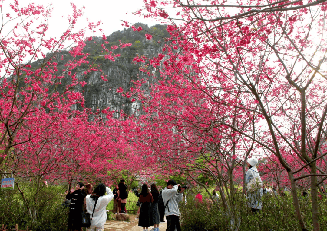 惊艳桂林这些地方花团锦簇美不胜收