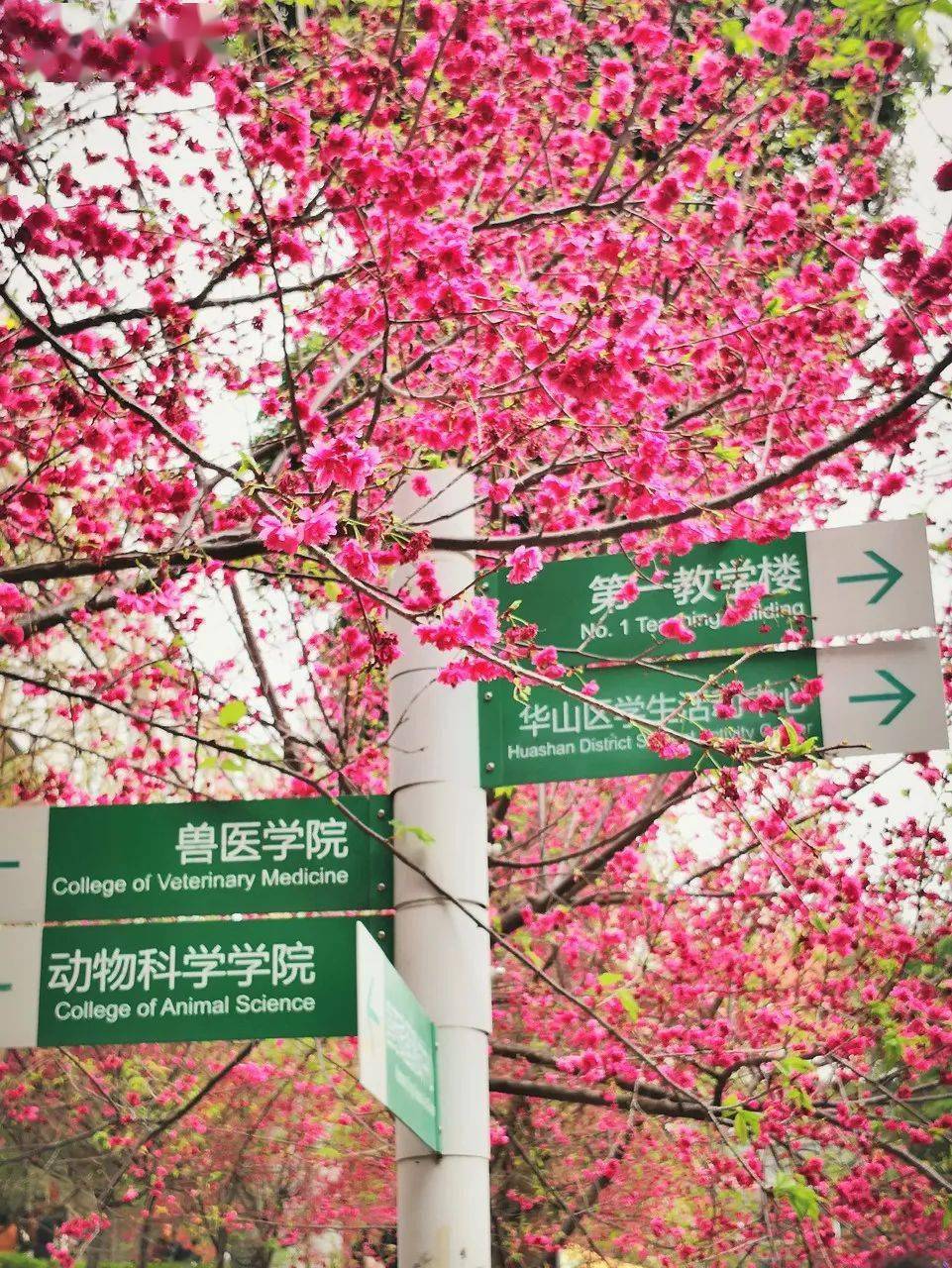 紫荆花,樱花,黄花风铃木广州华南农业大学08图虫:林小面开启一条