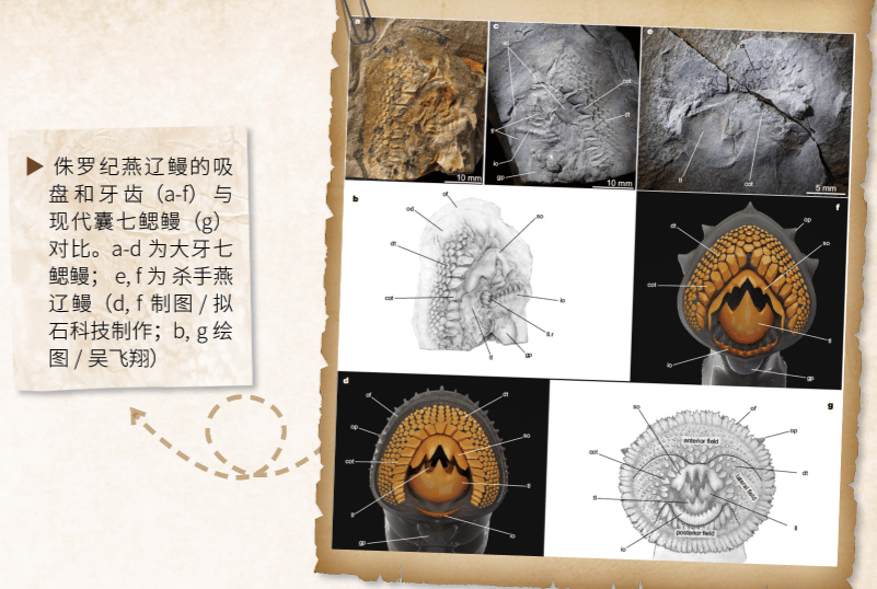 新发现的两种七鳃鳗化石是杀手燕辽鳗和大牙燕辽鳗,其中杀手燕辽鳗体