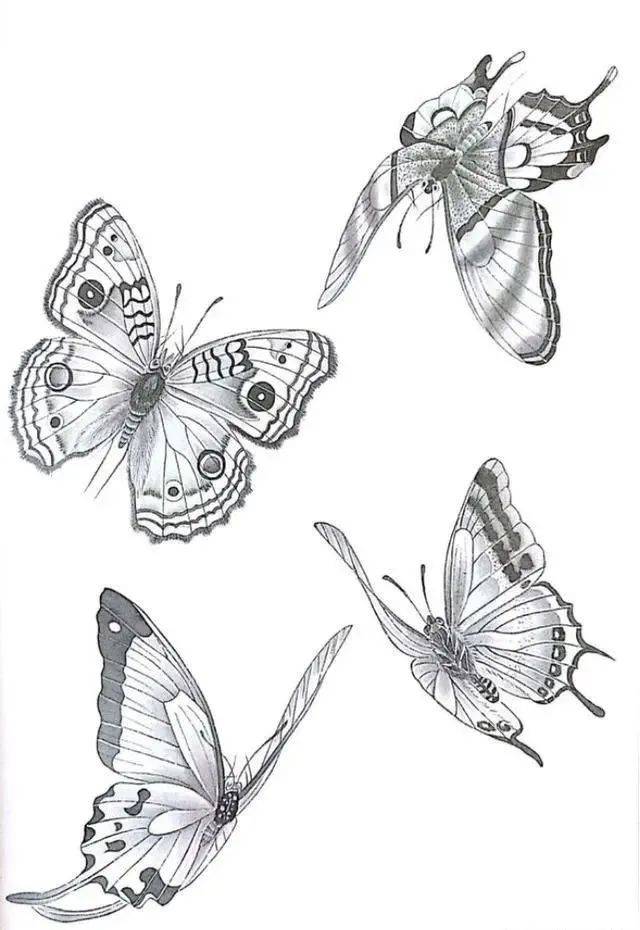 一组蝴蝶工笔画白描素材,太美了!