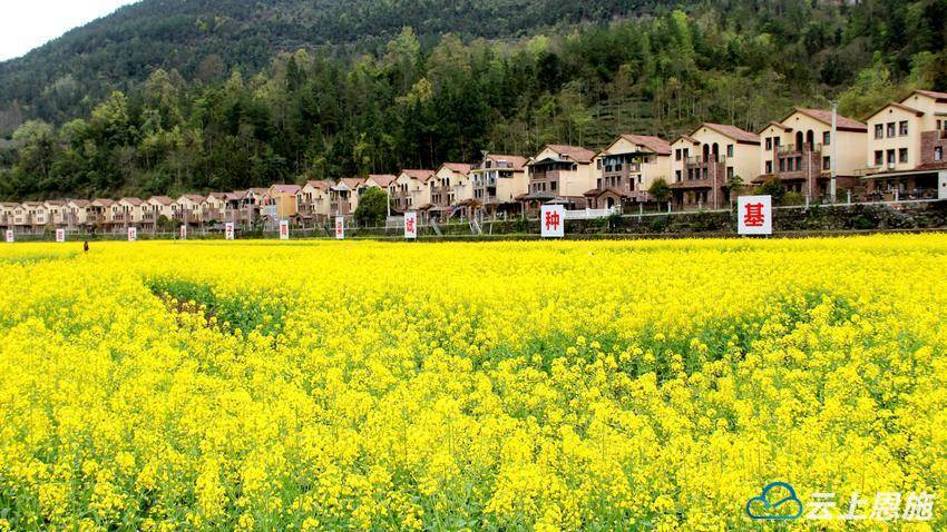 组图 | 宣恩:浪漫田园景色美