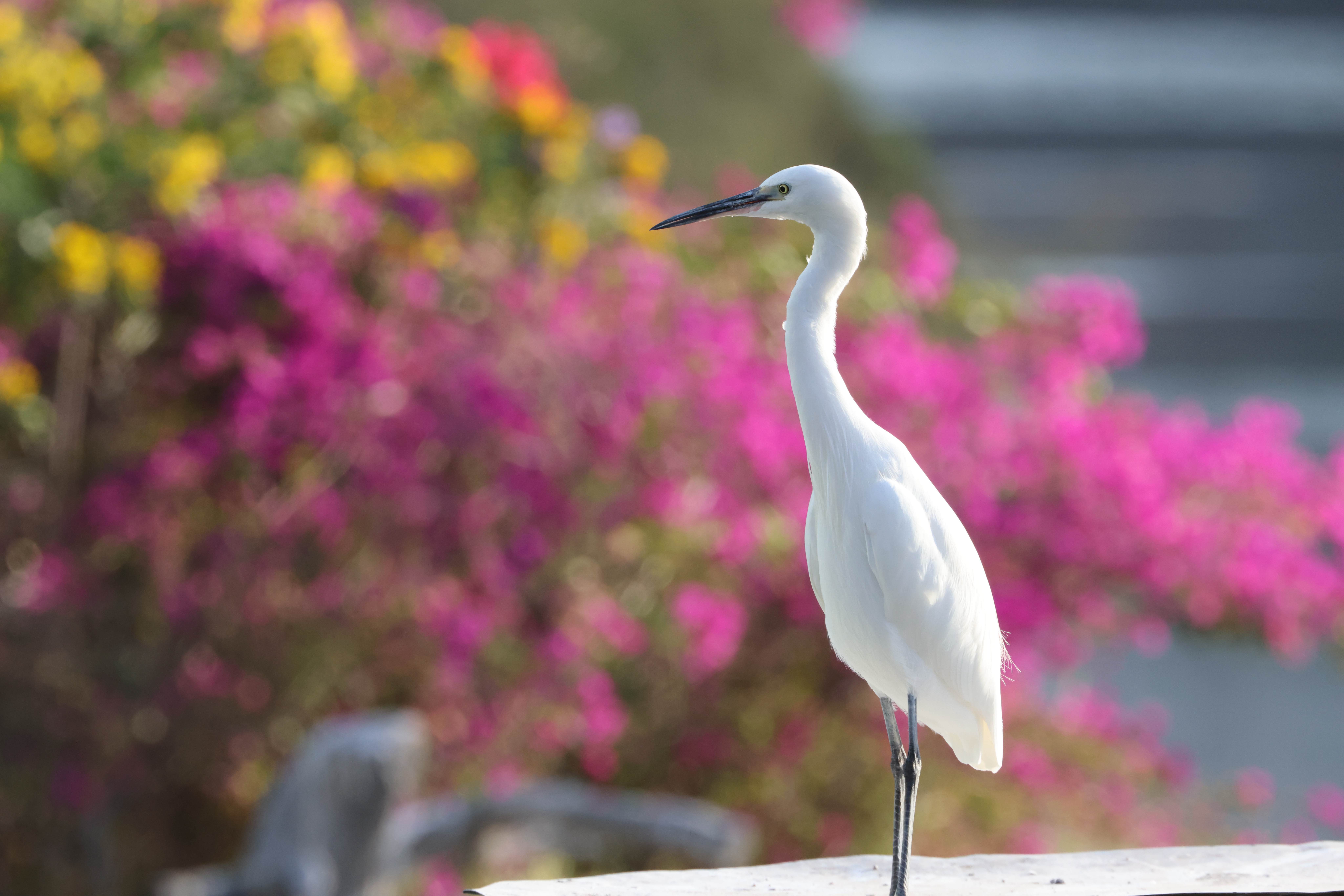 厦门筼筜湖:人水和谐 共生共荣_陈博_白鹭_生态