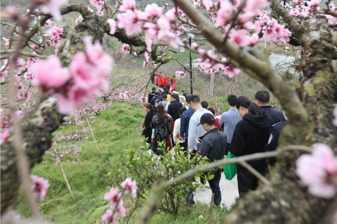 图讯丨春有约花不误桃花节在际面村浪漫开启