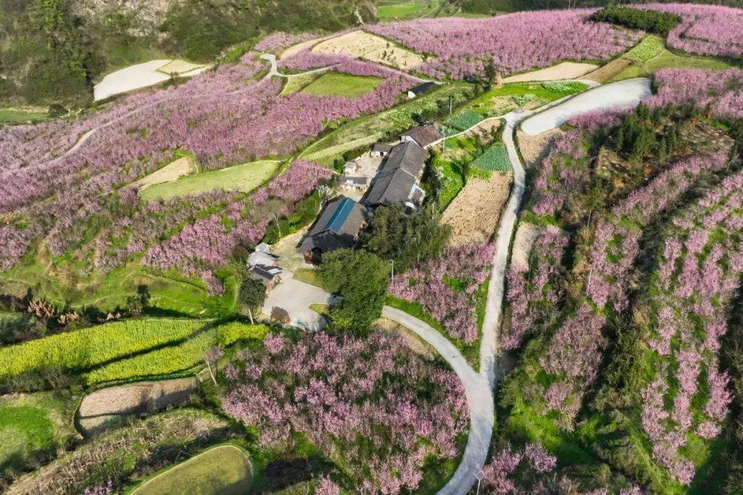 三穗桃花盛开春意盎然